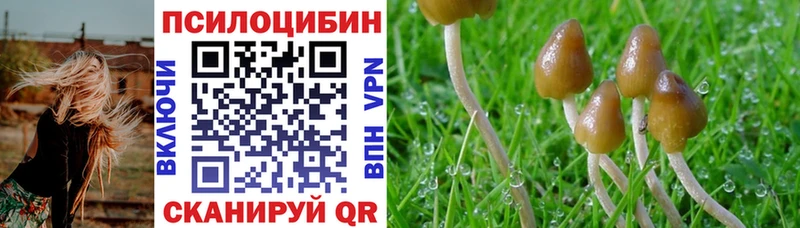 ОМГ ОМГ зеркало  Вяземский  Галлюциногенные грибы Psilocybe 